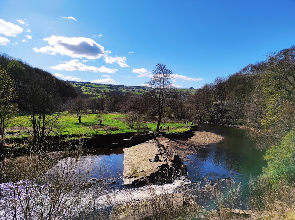 Dixon Scar Wood