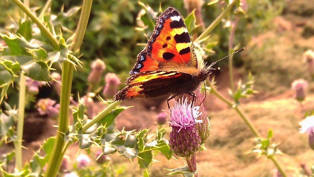 Red Robin Gardens